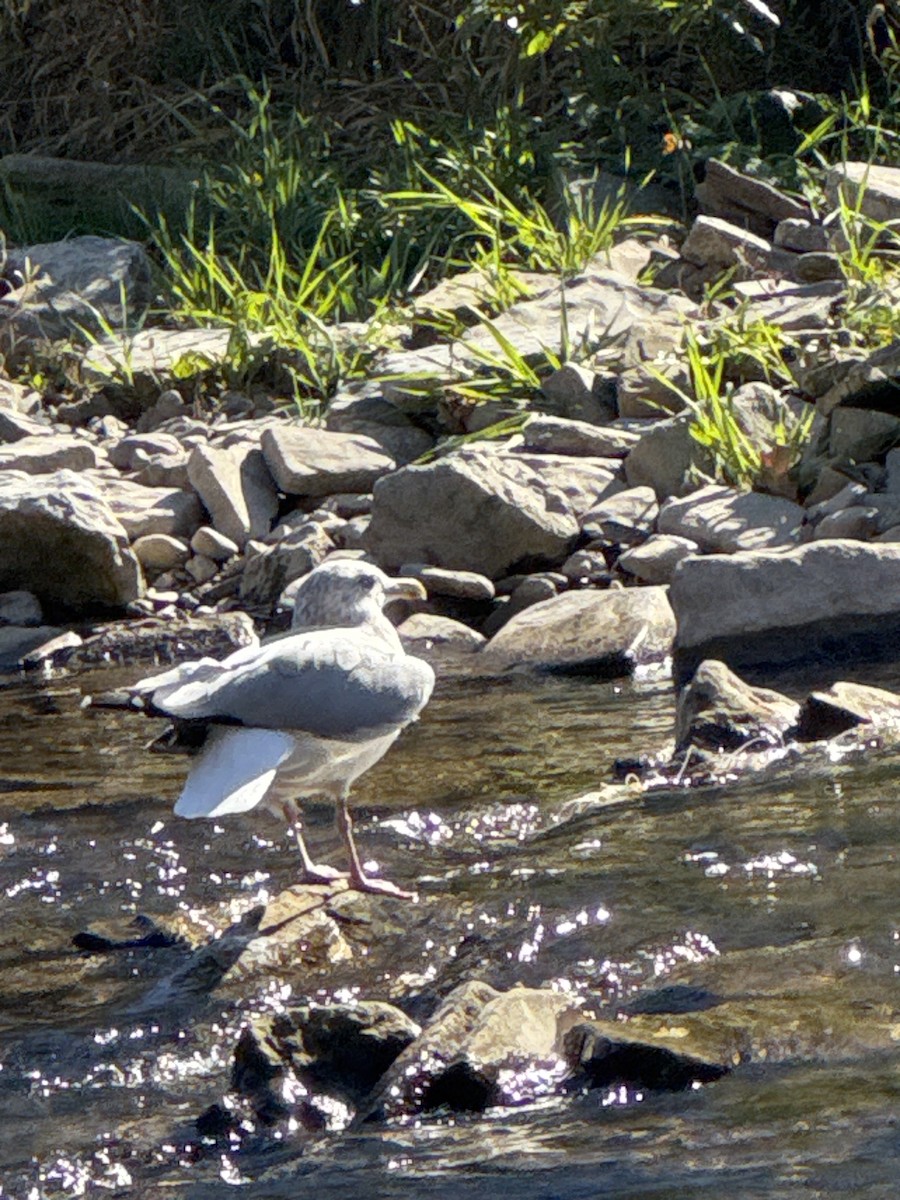 American Herring Gull - ML644183524