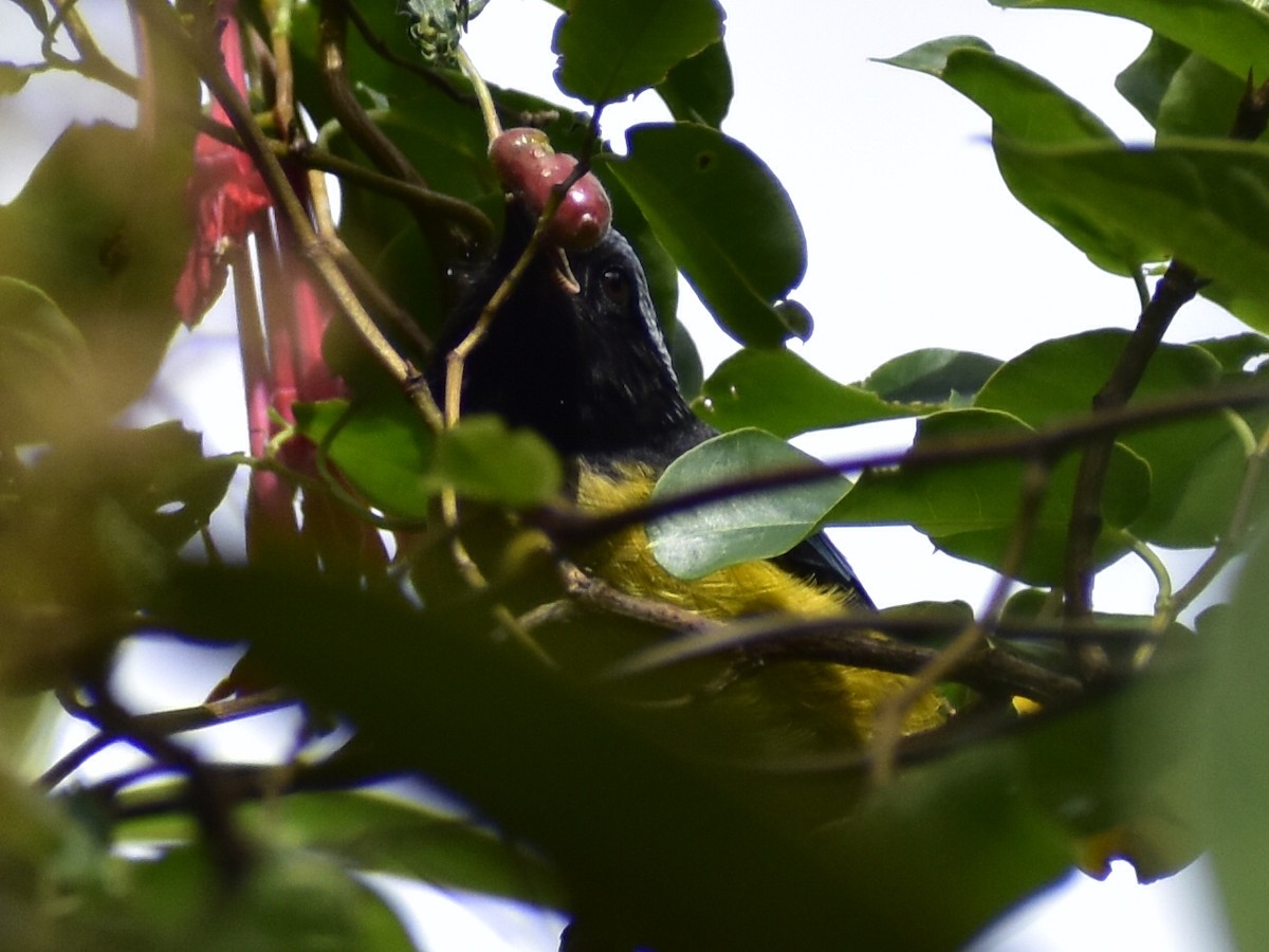 Buff-breasted Mountain Tanager - ML644183525