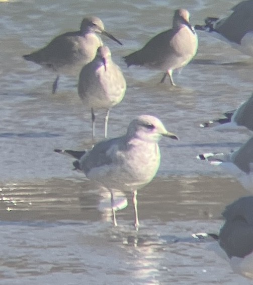 Short-billed Gull - ML644183530