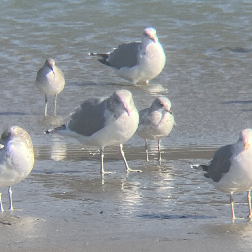 Short-billed Gull - ML644183531