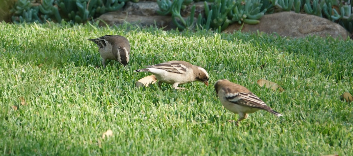 Weißbrauenweber - ML644183532