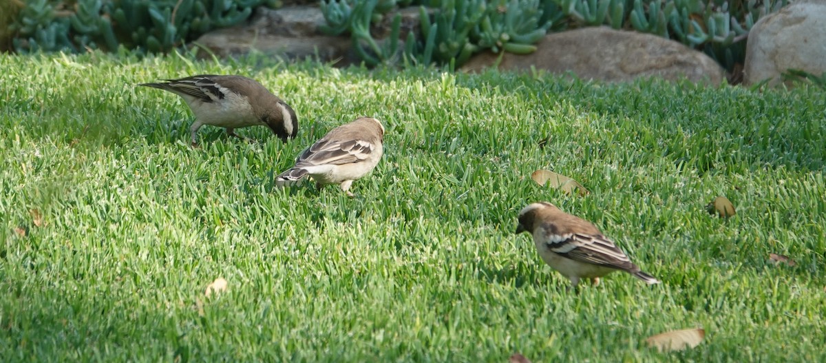 Weißbrauenweber - ML644183533