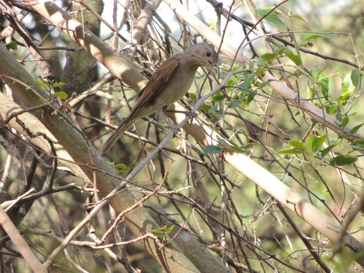 Pale-breasted Thrush - ML644183538
