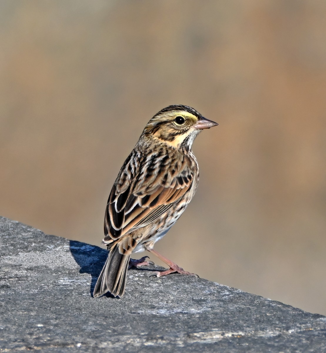 Savannah Sparrow - ML644183541