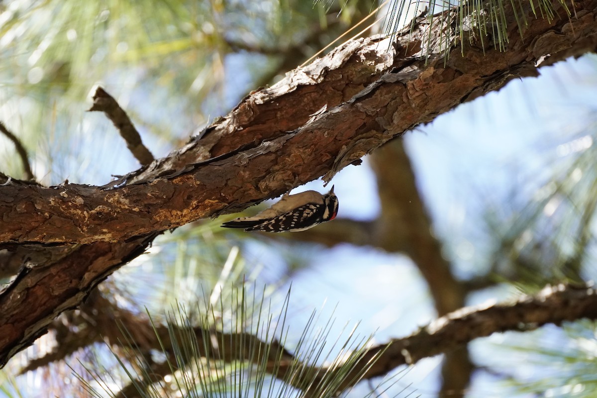 Downy Woodpecker (Eastern) - ML644183542