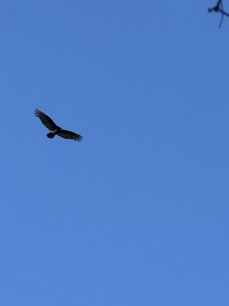 Turkey Vulture - ML644183544