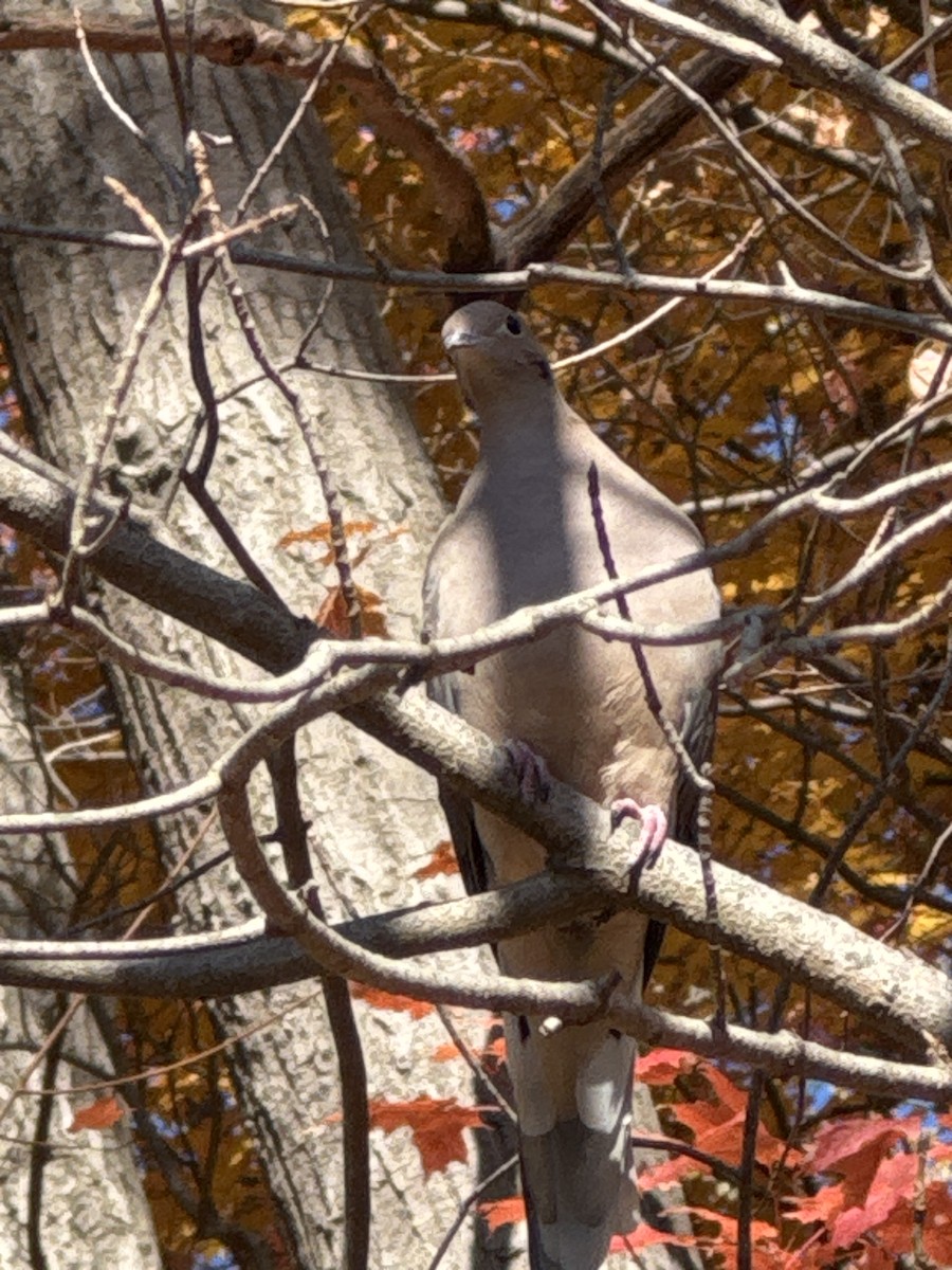 Mourning Dove - ML644183552
