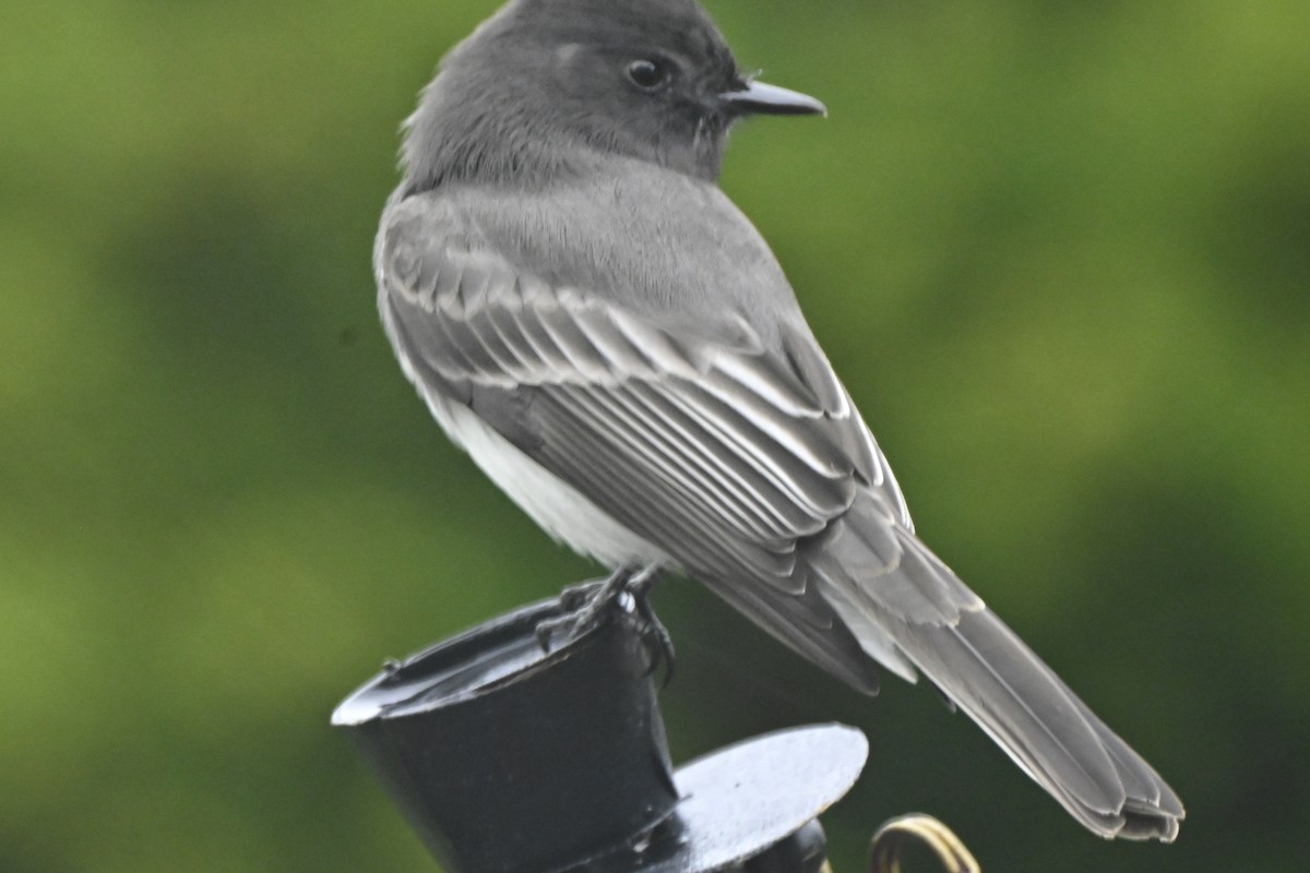 Black Phoebe - ML644183554