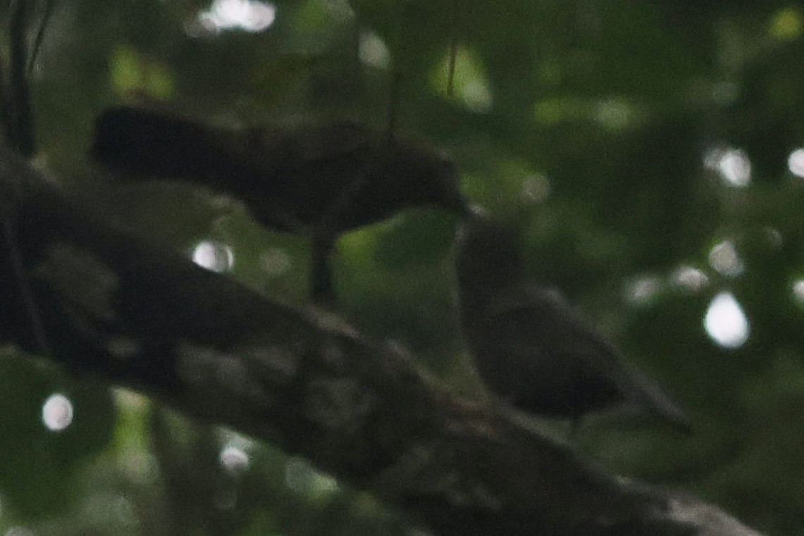 Blue-black Grosbeak - ML644183560