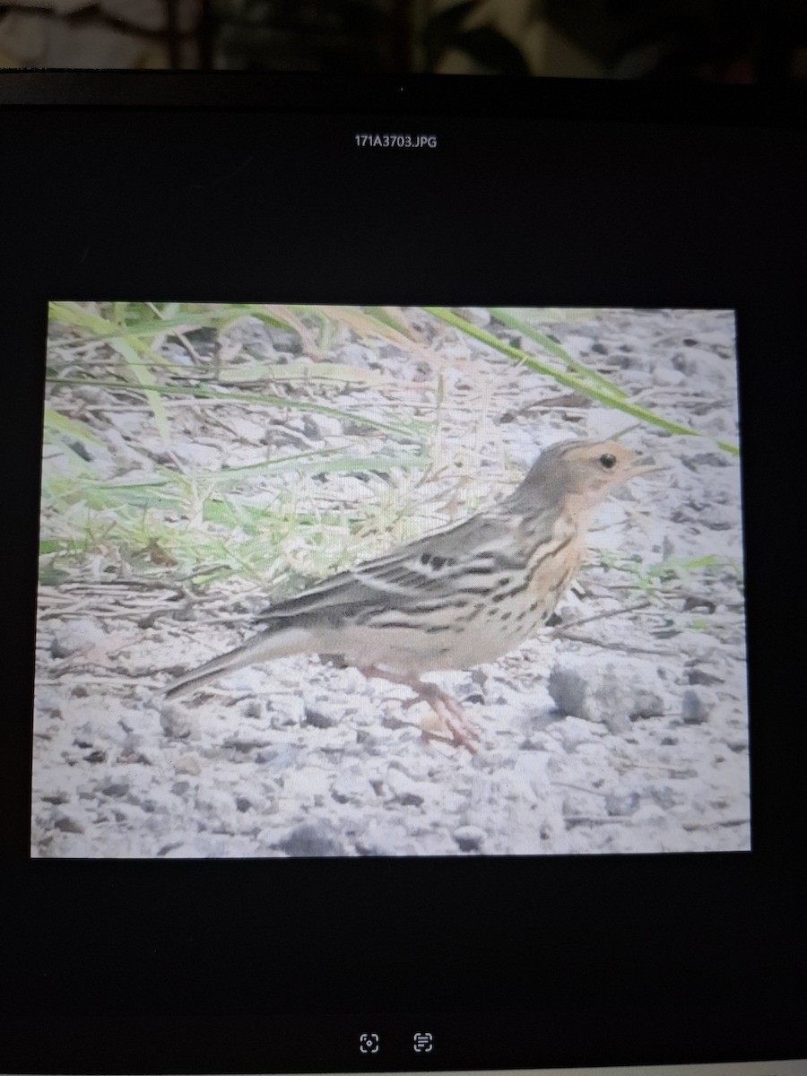 Red-throated Pipit - ML644183562