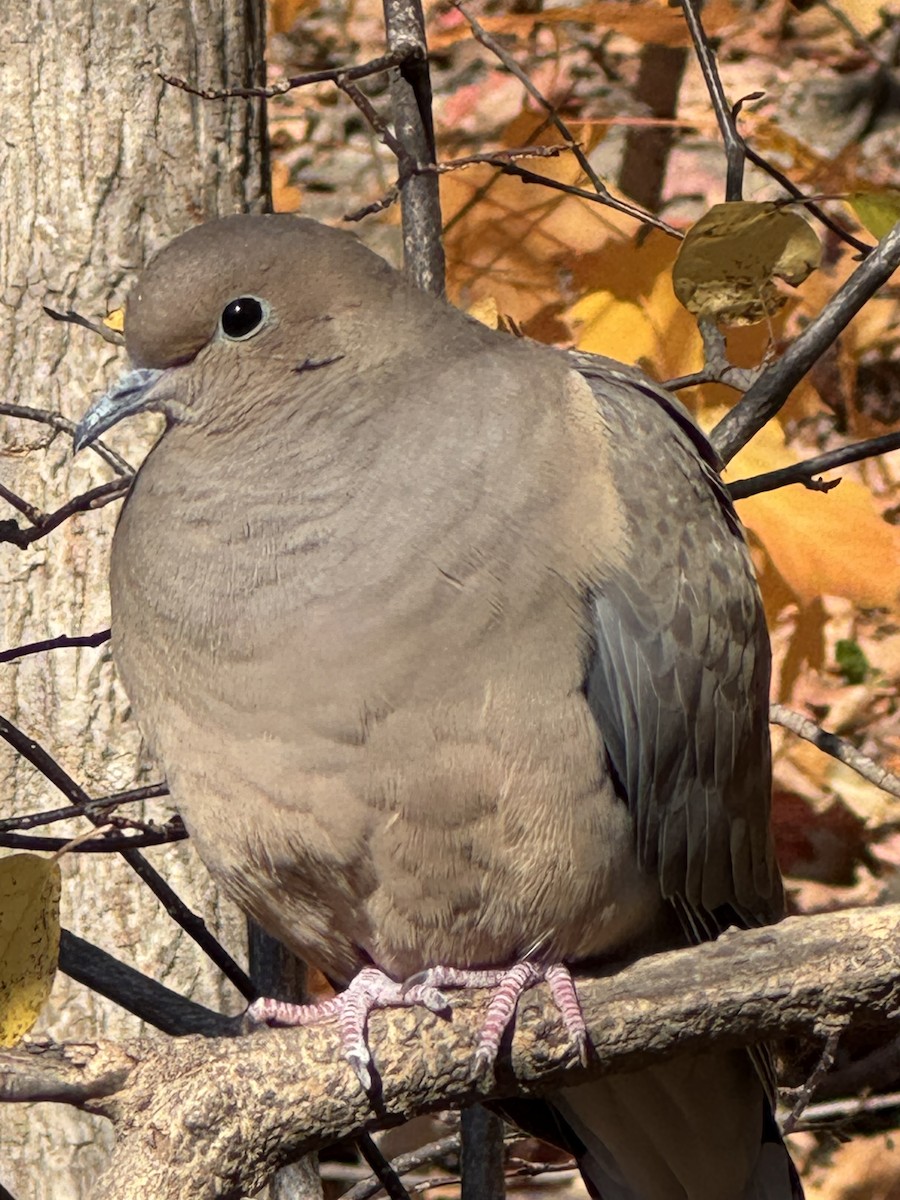 Mourning Dove - ML644183563