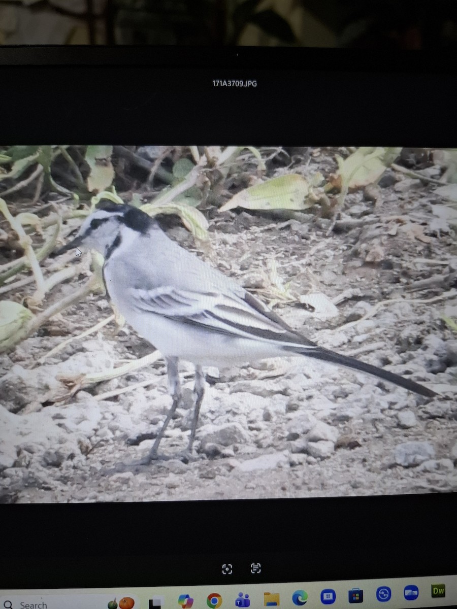 White Wagtail - ML644183574