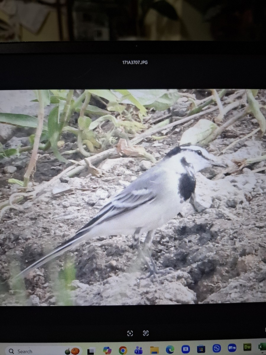 White Wagtail - ML644183584