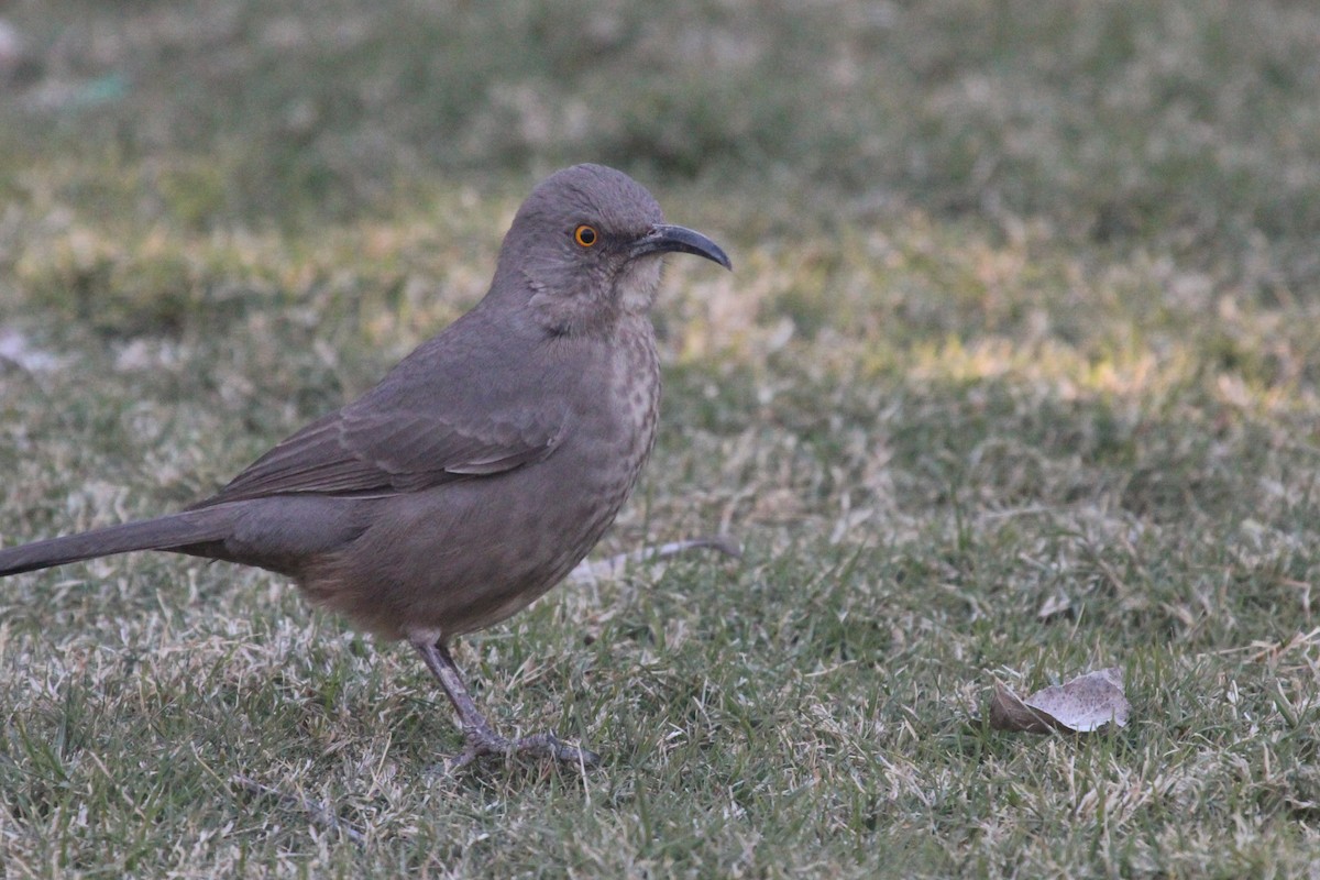 Curve-billed Thrasher - ML644183601