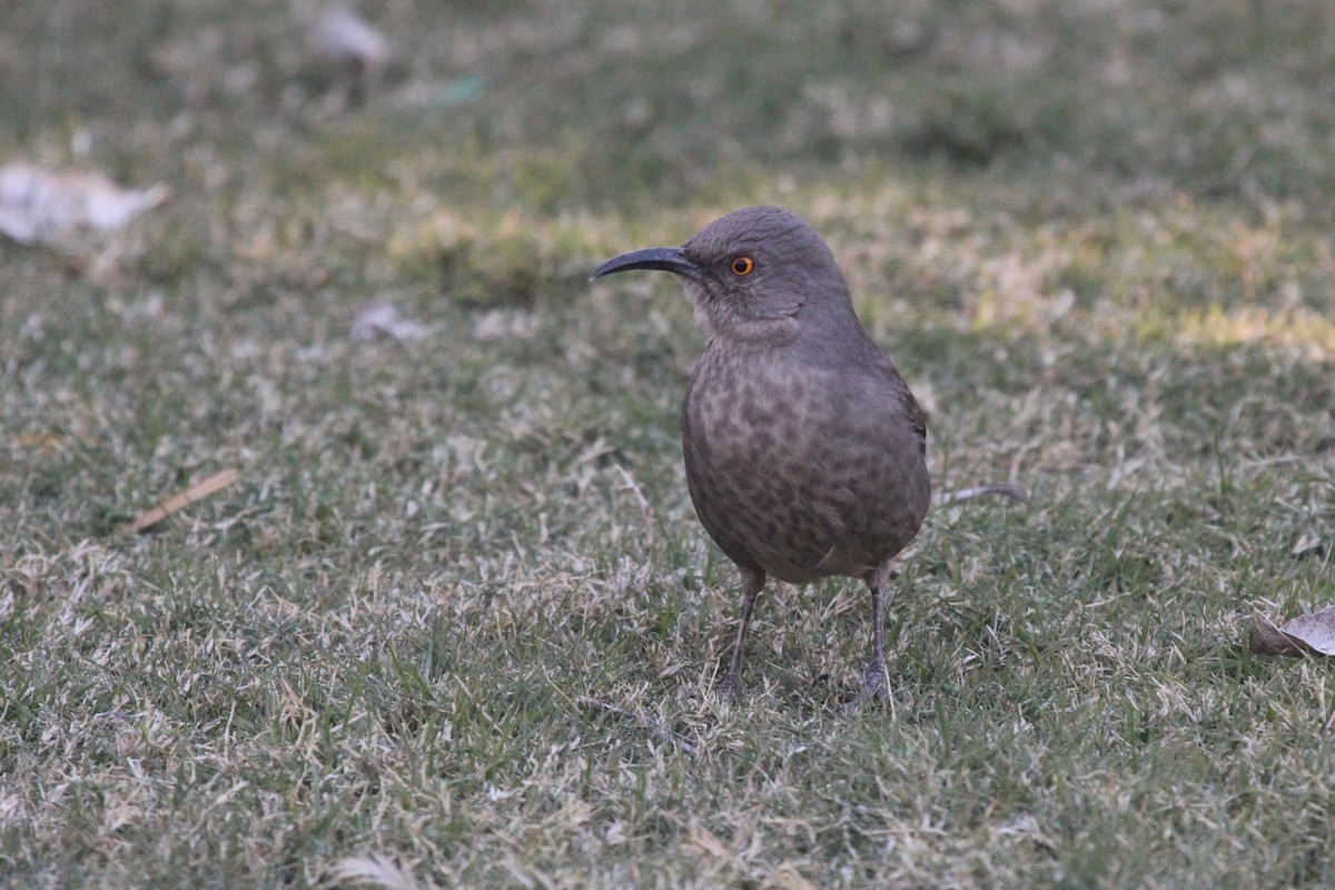 Curve-billed Thrasher - ML644183602