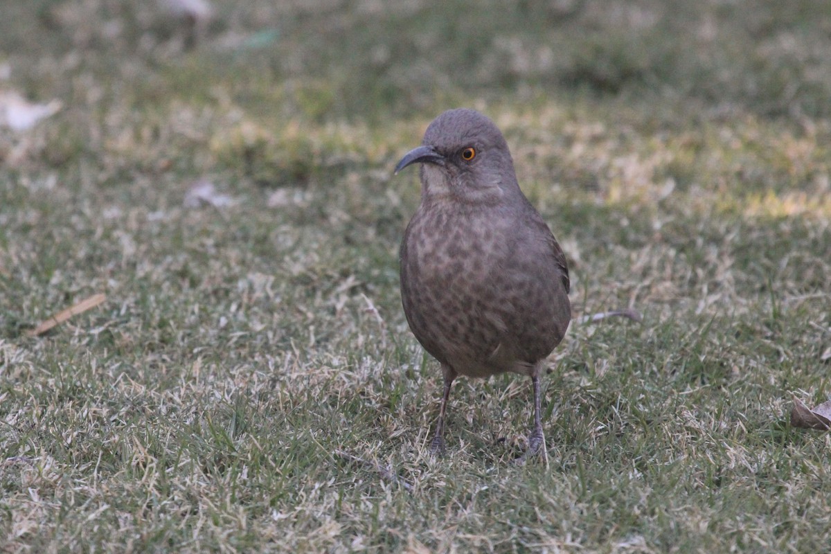 Curve-billed Thrasher - ML644183603