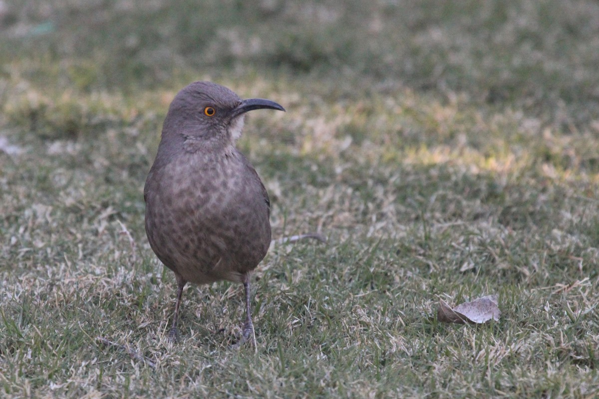 Curve-billed Thrasher - ML644183604
