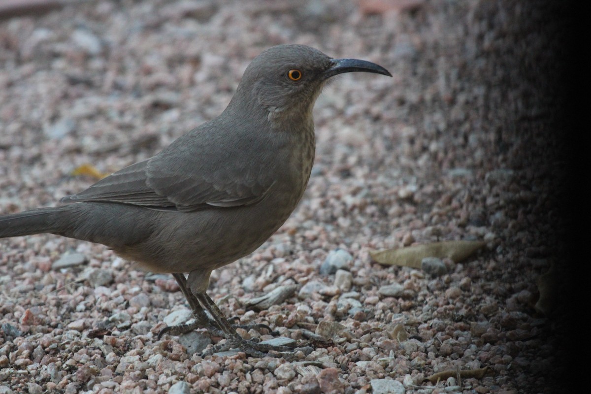 Curve-billed Thrasher - ML644183605