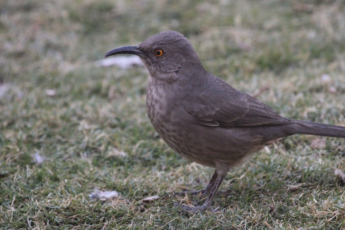 Curve-billed Thrasher - ML644183606