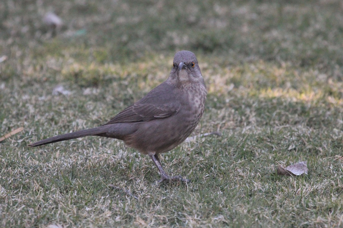 Curve-billed Thrasher - ML644183607