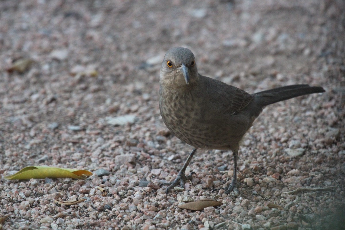 Curve-billed Thrasher - ML644183608