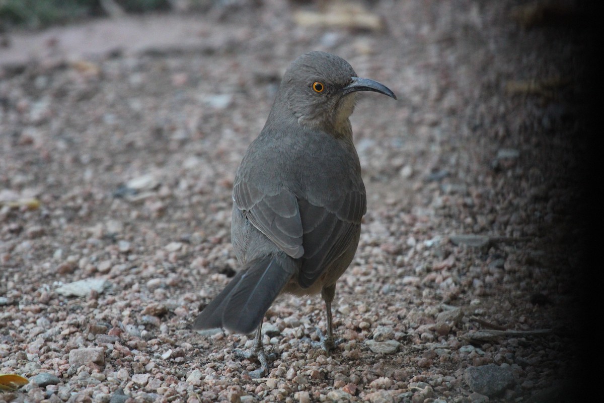 Curve-billed Thrasher - ML644183609