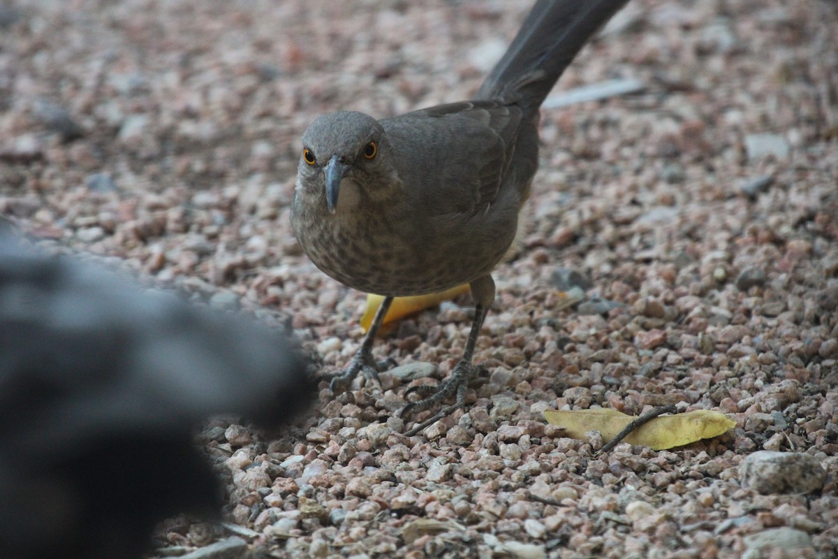 Curve-billed Thrasher - ML644183610