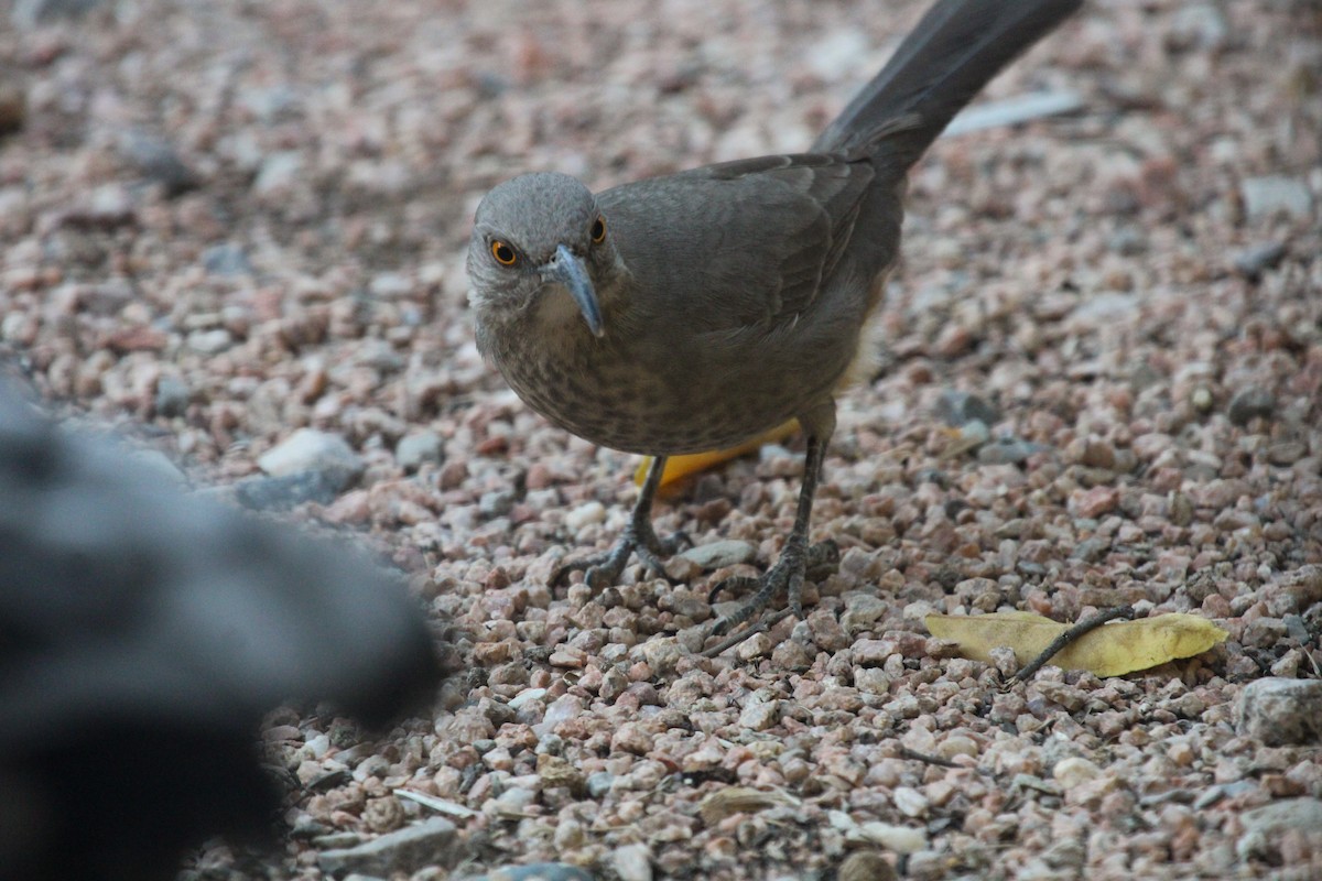 Curve-billed Thrasher - ML644183611