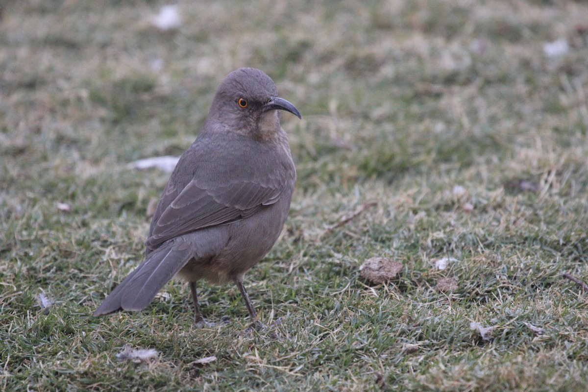 Curve-billed Thrasher - ML644183612