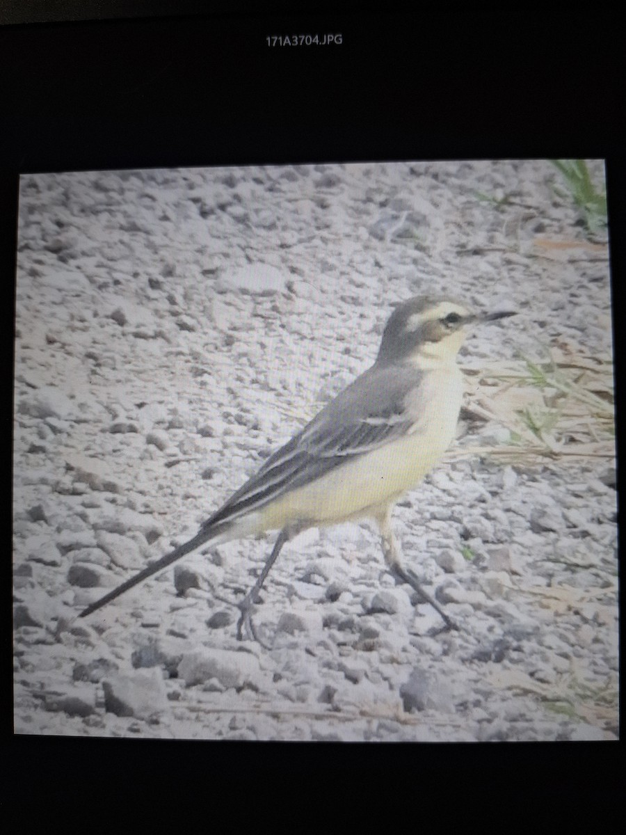 Eastern Yellow Wagtail - ML644183614
