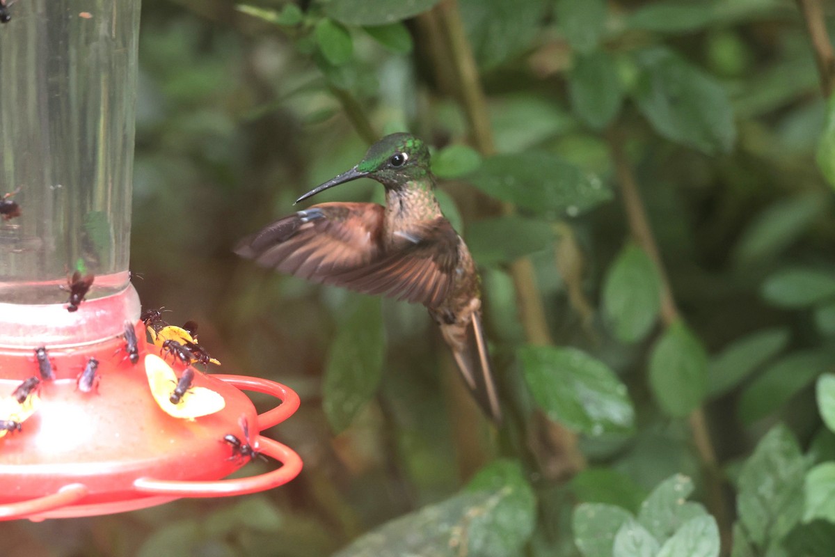 Fawn-breasted Brilliant - ML644183625