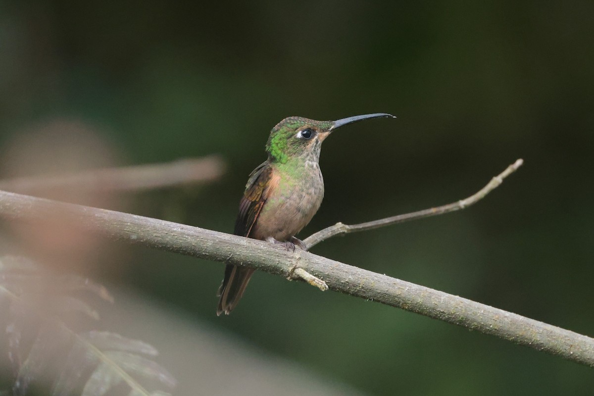 Fawn-breasted Brilliant - ML644183626