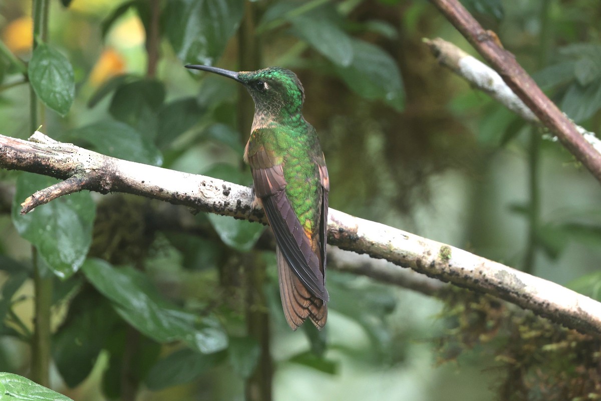 Fawn-breasted Brilliant - ML644183627