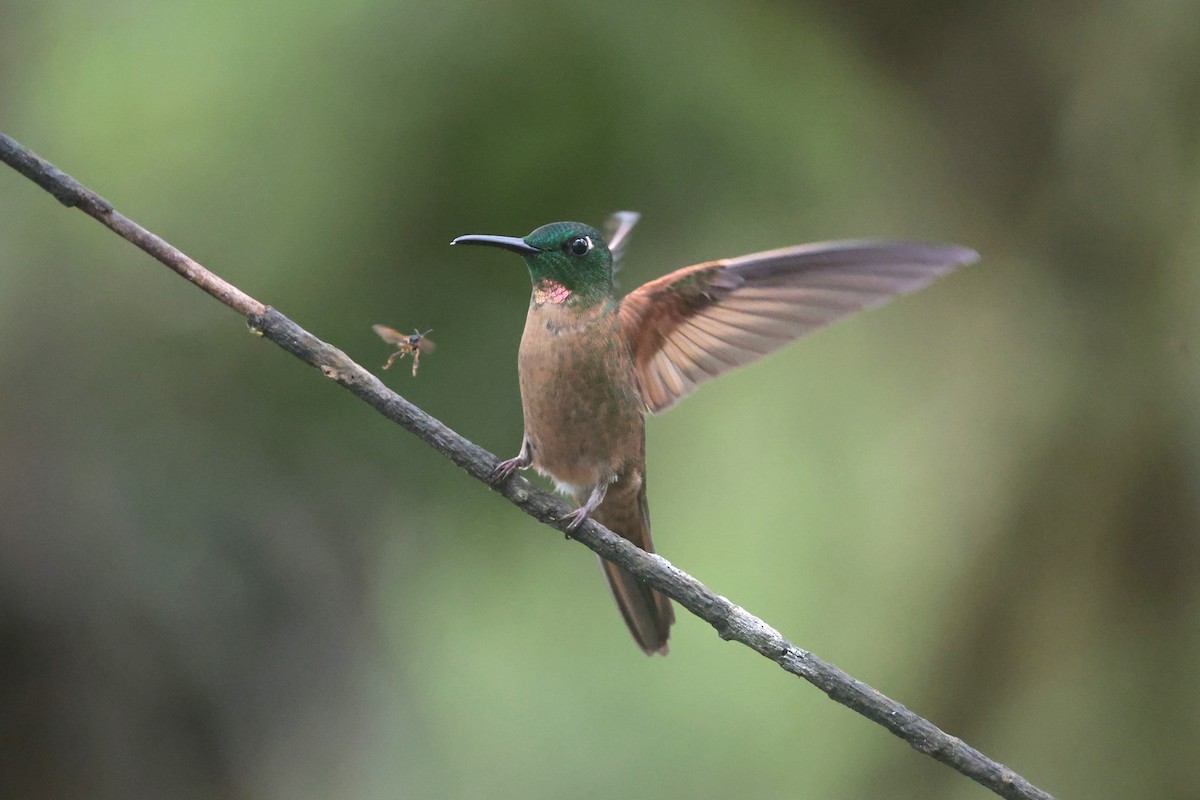 Fawn-breasted Brilliant - ML644183628