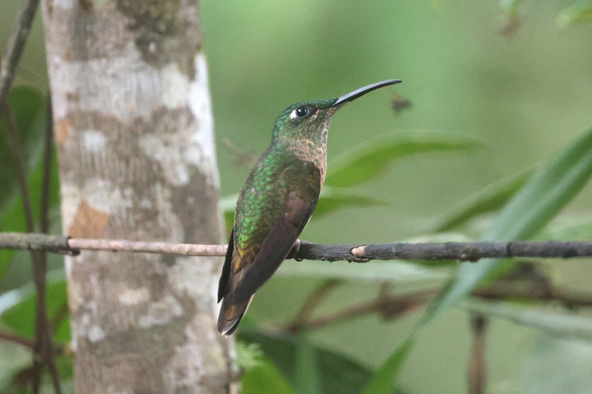 Fawn-breasted Brilliant - ML644183629