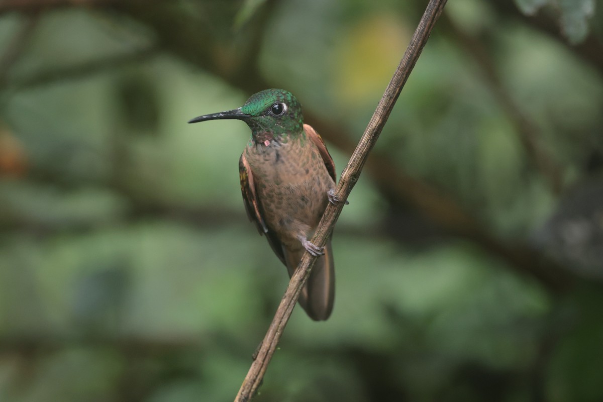Fawn-breasted Brilliant - ML644183630