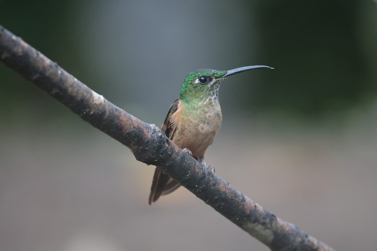 Fawn-breasted Brilliant - ML644183631