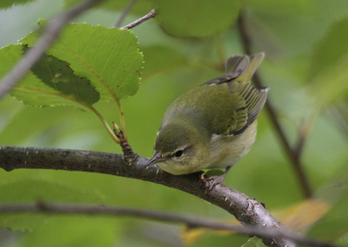 Tennessee Warbler - ML644183637