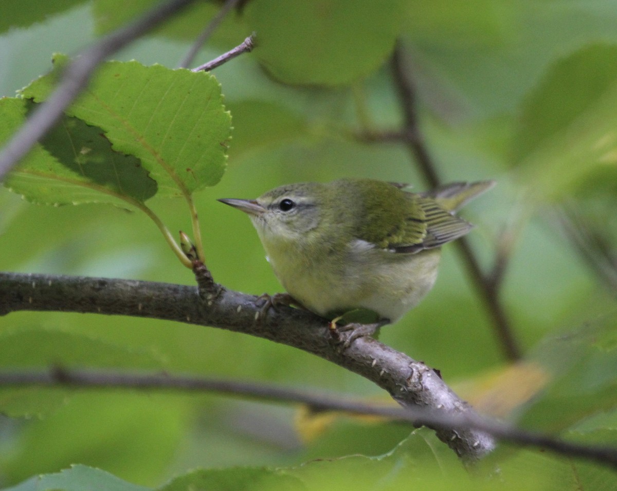 Tennessee Warbler - ML644183638