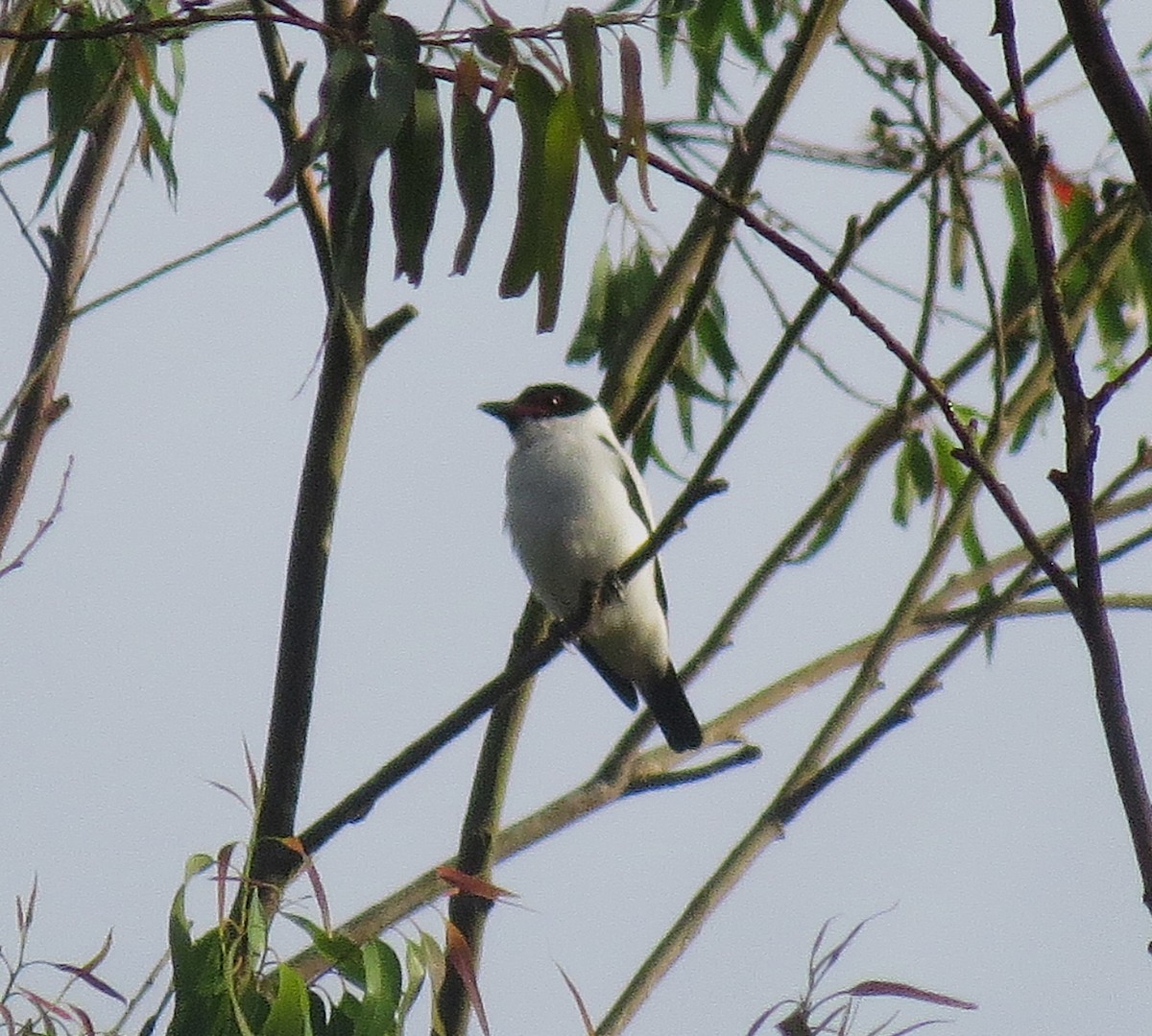 Black-tailed Tityra - ML644183653