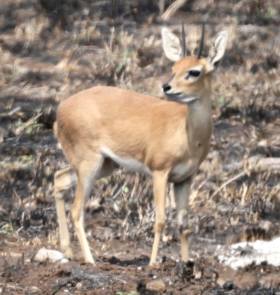 Steenbok - ML644183672