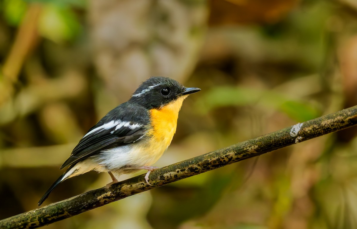 Rufous-chested Flycatcher - ML644183677