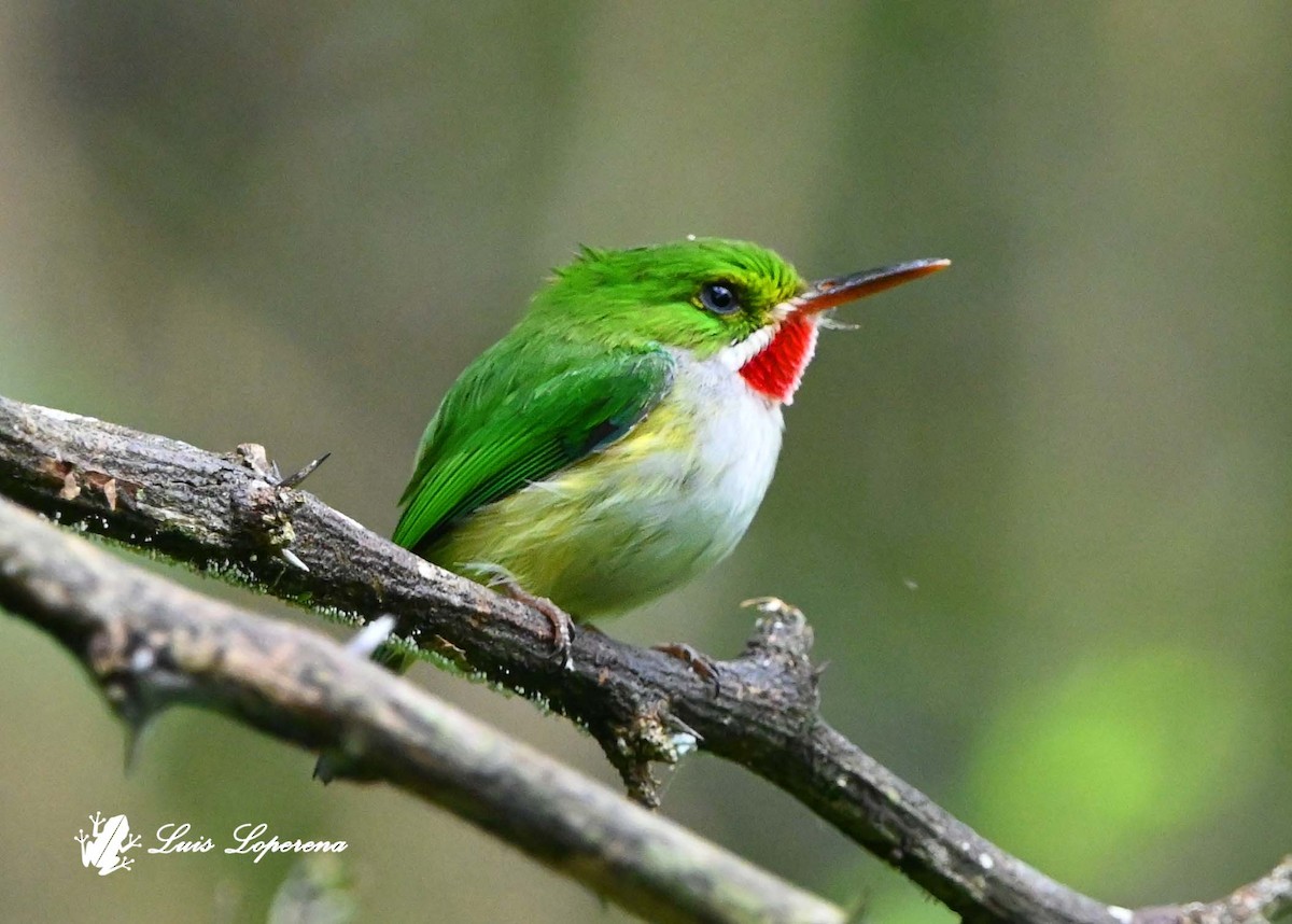 todi portorický - ML644183682