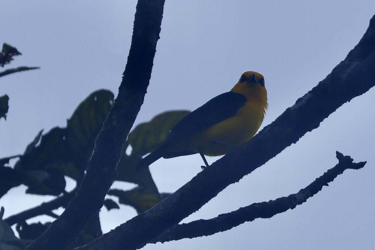 Tangara Negriamarilla - ML644183691