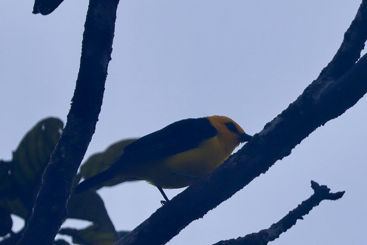 Tangara Negriamarilla - ML644183692