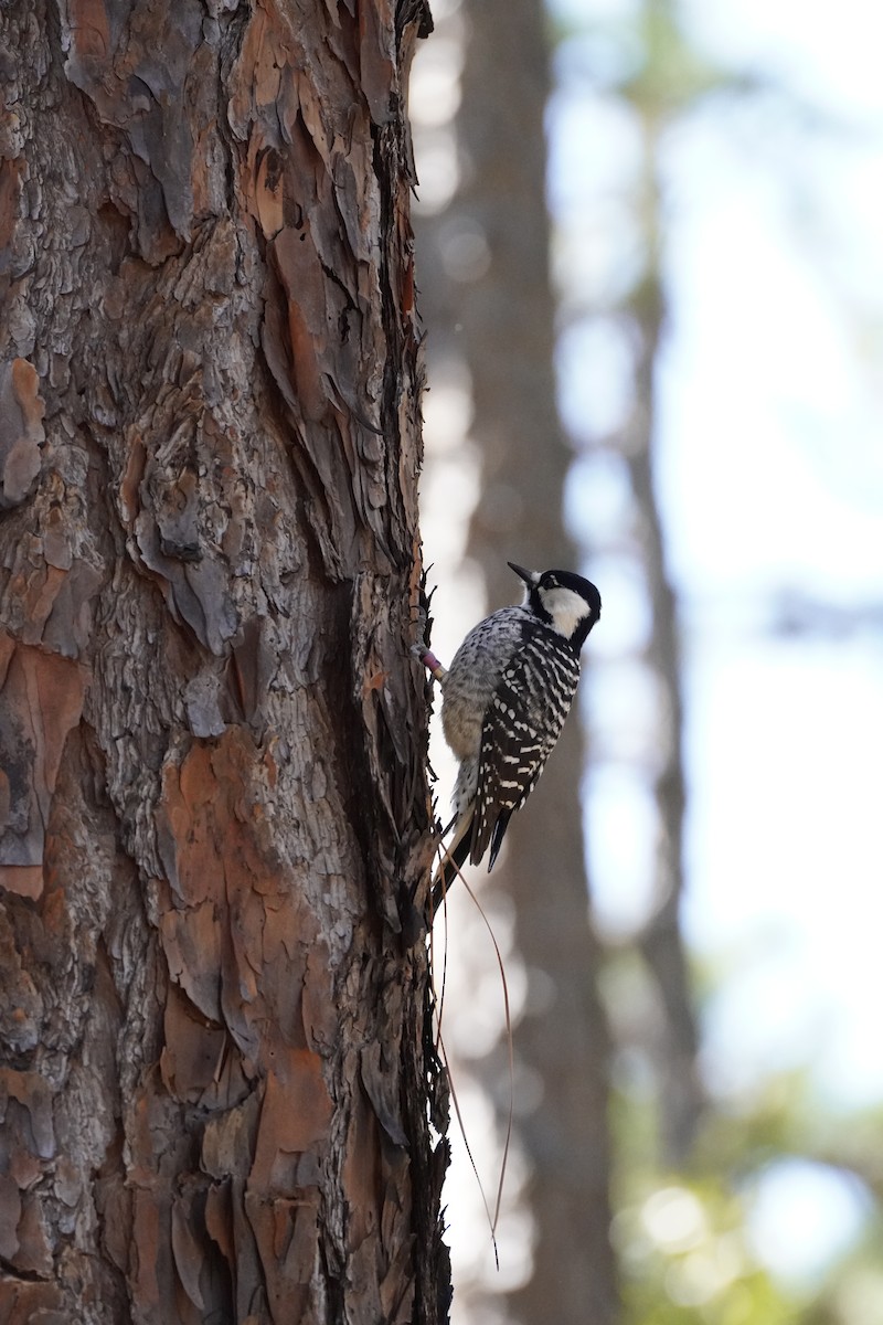 Red-cockaded Woodpecker - ML644183710