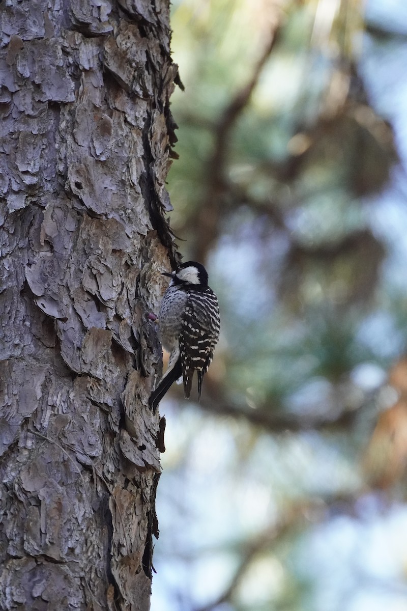 Red-cockaded Woodpecker - ML644183711