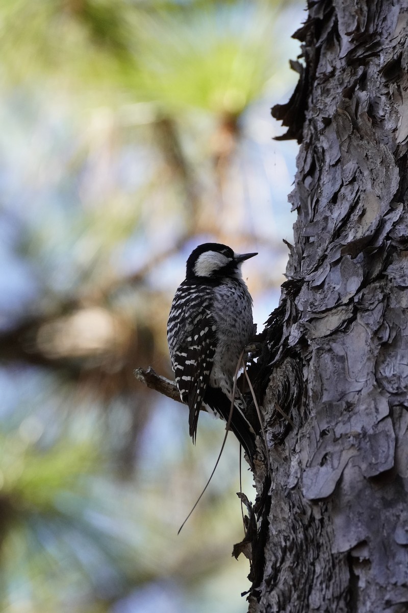 Red-cockaded Woodpecker - ML644183713