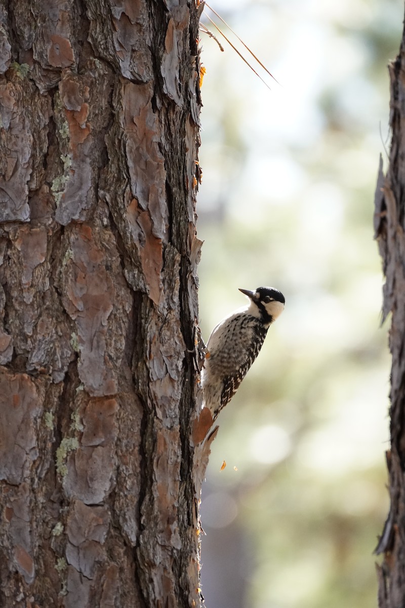Red-cockaded Woodpecker - ML644183714