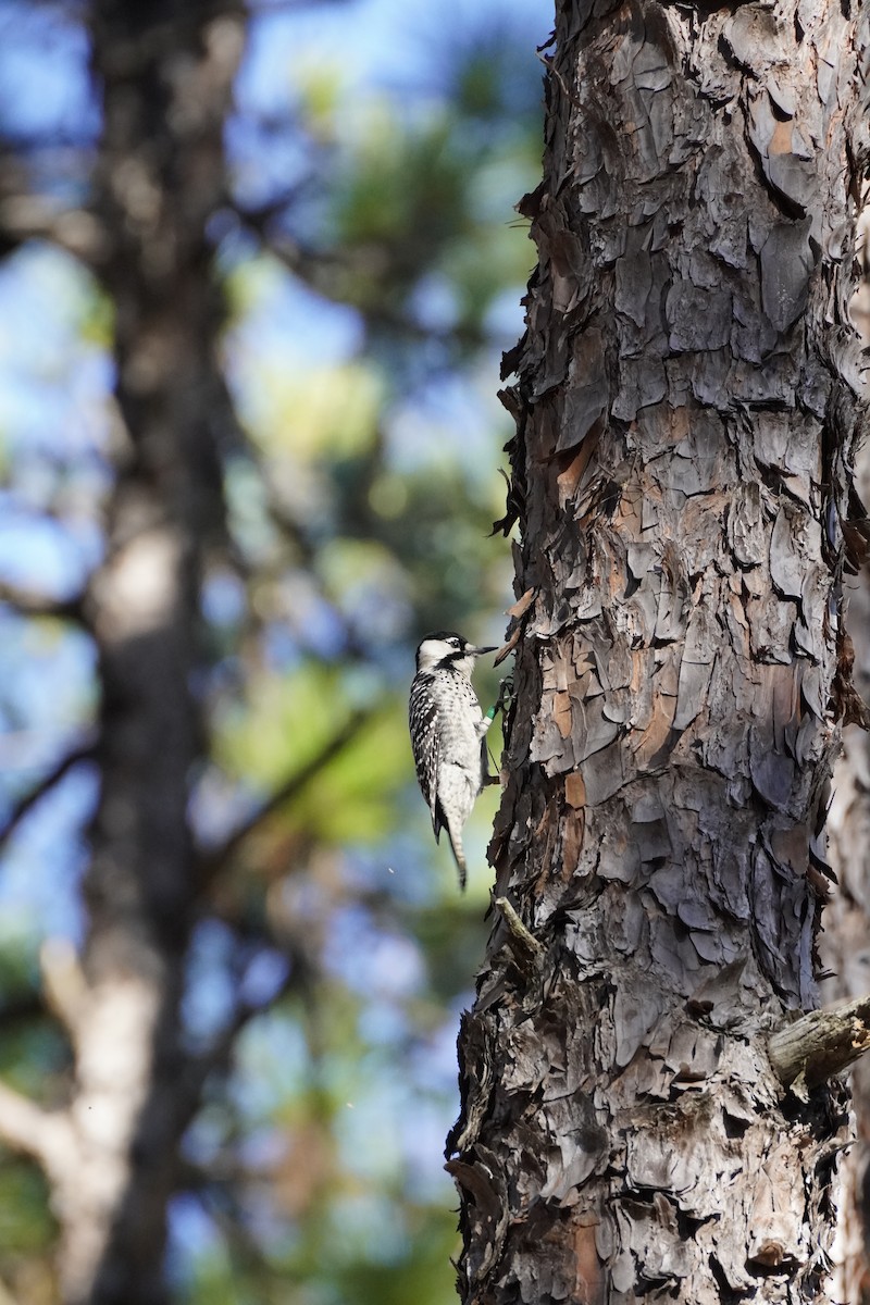 Red-cockaded Woodpecker - ML644183715
